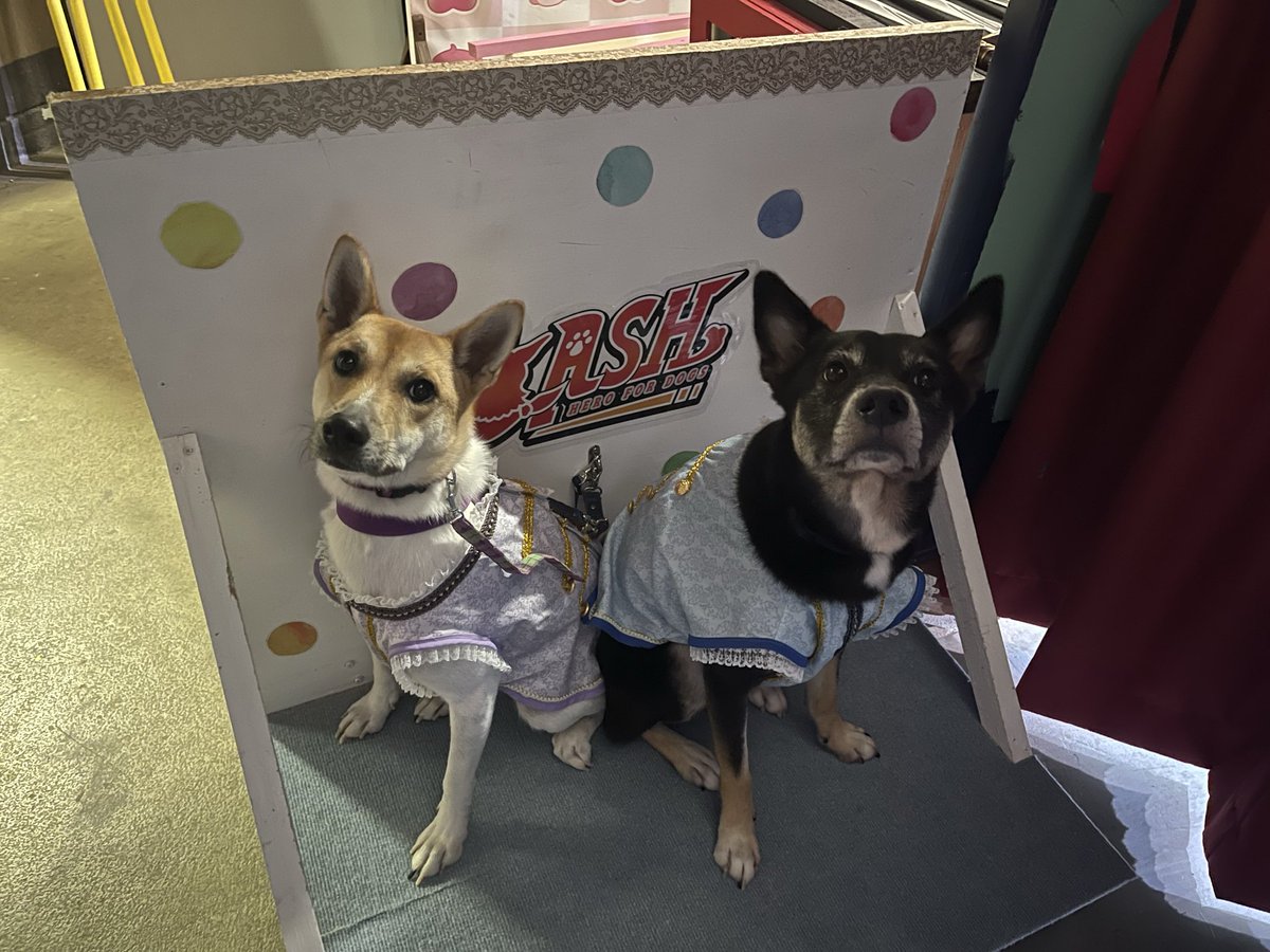 ZASH (@ZASH91999804) / Posts / X