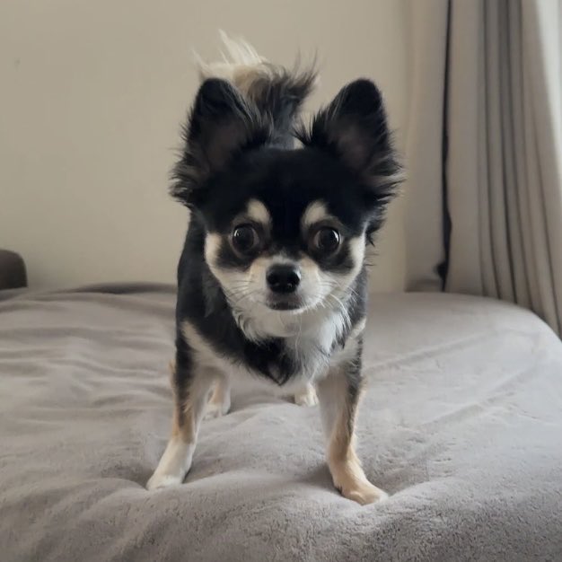 M様❤チワワ プーコでカウボーイ❣️ 楽天市場】CRAZYBOO / クレイジーブー クマ耳フードパイルパーカ XS