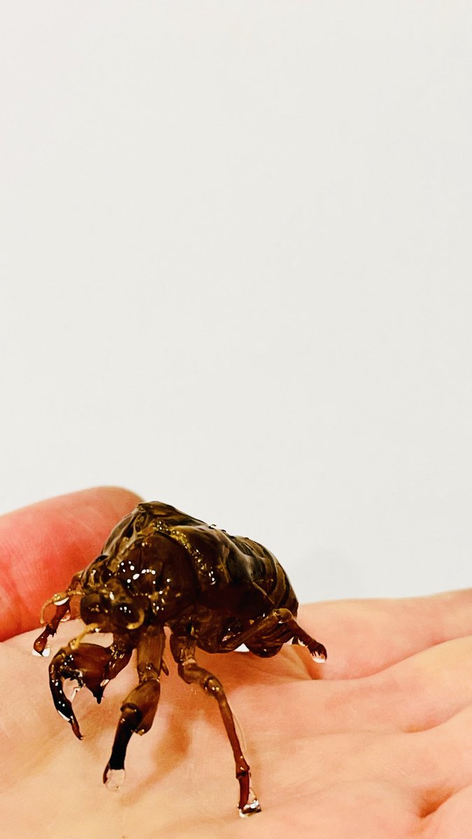 足もとの悪い中、ご来●(てん)誠にありがとうございました。次回は1年振りの特別編、11/3(月・祝)9:30-15:00『ただならぬみせ：国立にすむうそどり』です。うその話をご持参ください。同日は谷保天満宮のうそ替え神事や、市民まつりが開催されます。お楽しみに。#ACKT #ただの店 #谷保 #国立市