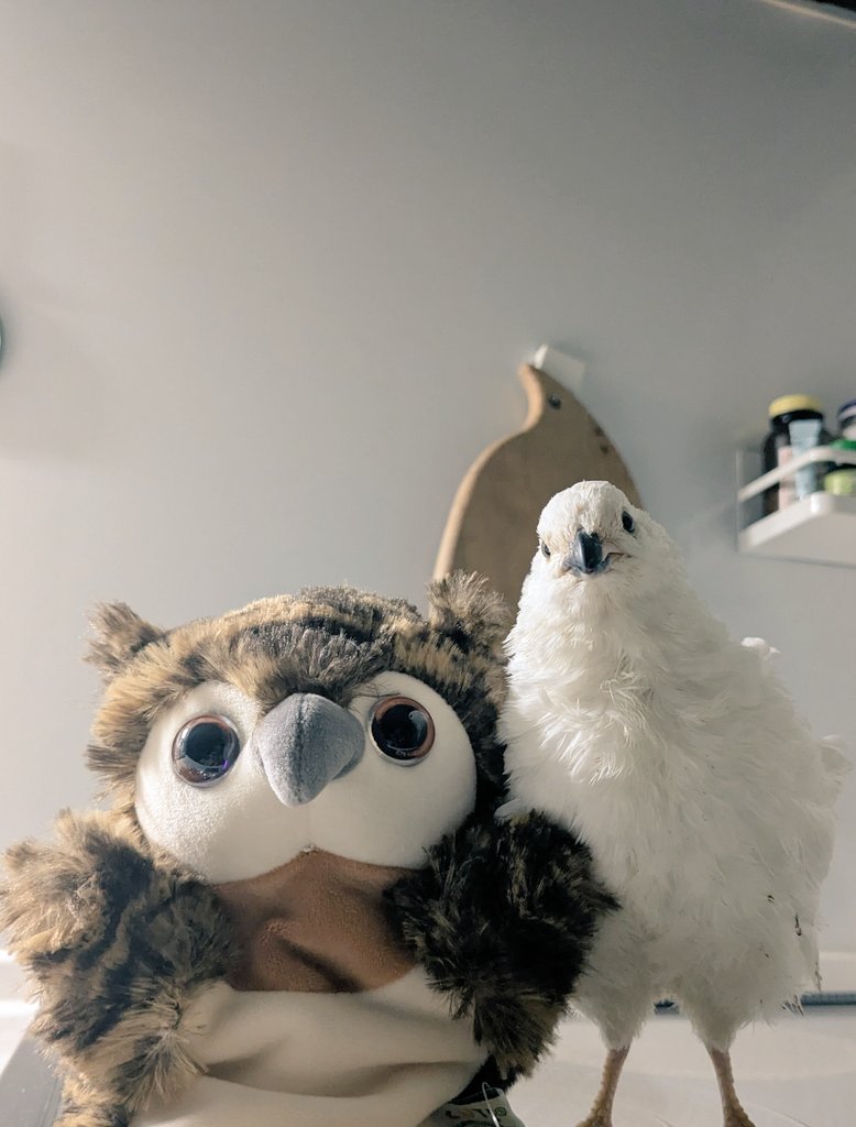 user_b4e7ae07様 ◇シアータートル （カットソー）｜human woman / ヒューマン