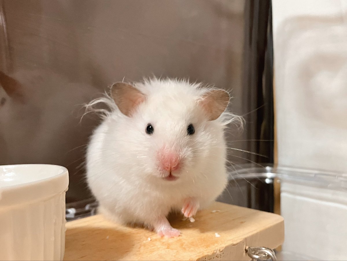 天使の羽生えてる！
#ハムスター