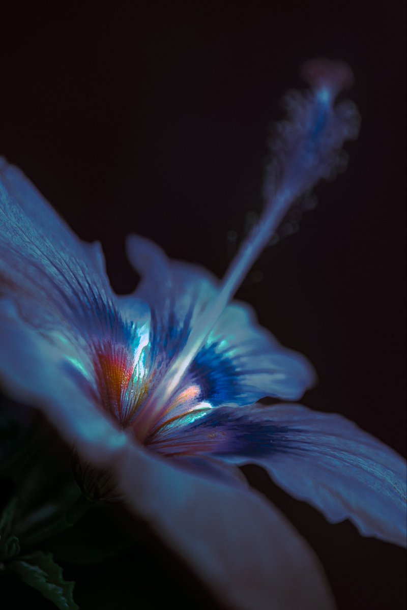 samanthacavet's tweet image. Found a hibiscus