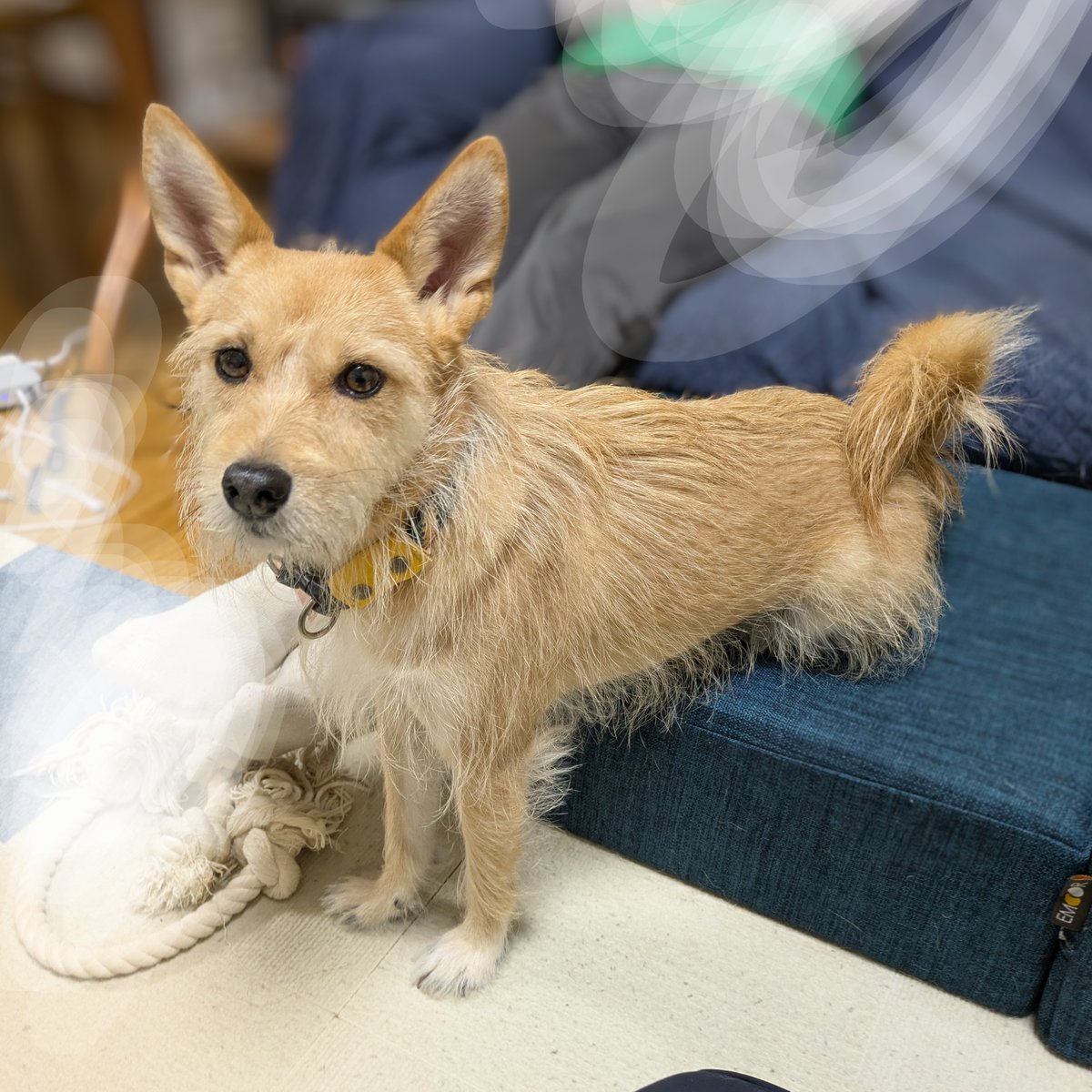 犬ちゃん (@dogchan1010) / Posts / X