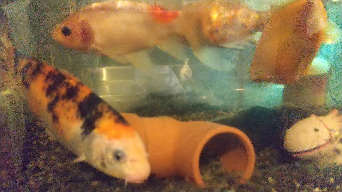 かなた かふら☆ on X