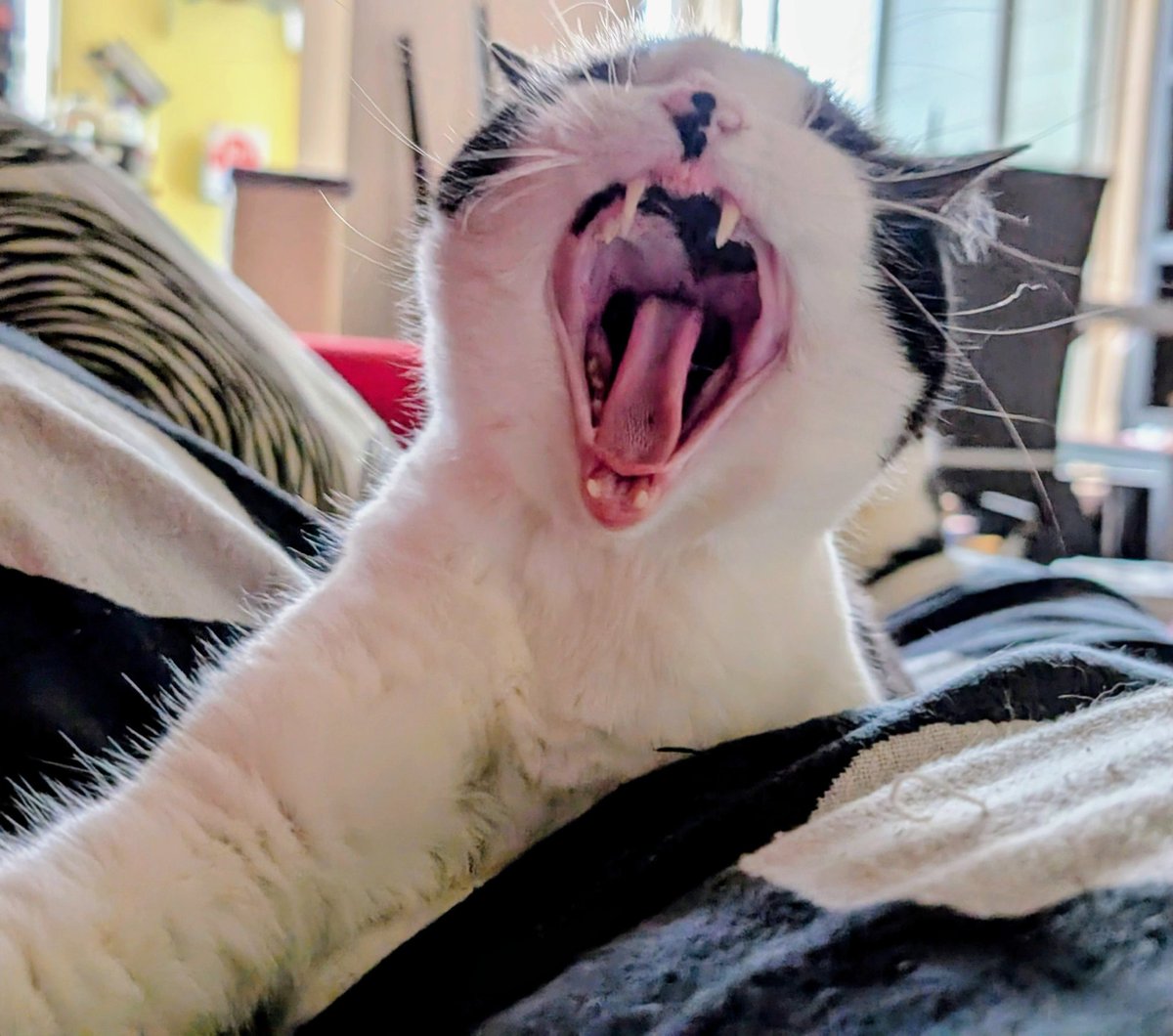 natasha_tracy's tweet photo. Caturday is for giant yawns and unapologetic naps. 

What refuels your batteries?

#Caturday #Catsofinstagram #CatYawns #SleepyCat #TuxedoCat #BlackAndWhiteCat https://t.co/ukhICEyEna