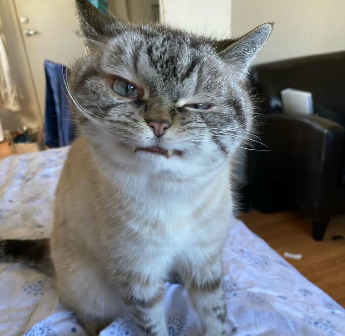 Wulfie  Viking Cat (@vonebowly) on Twitter photo 