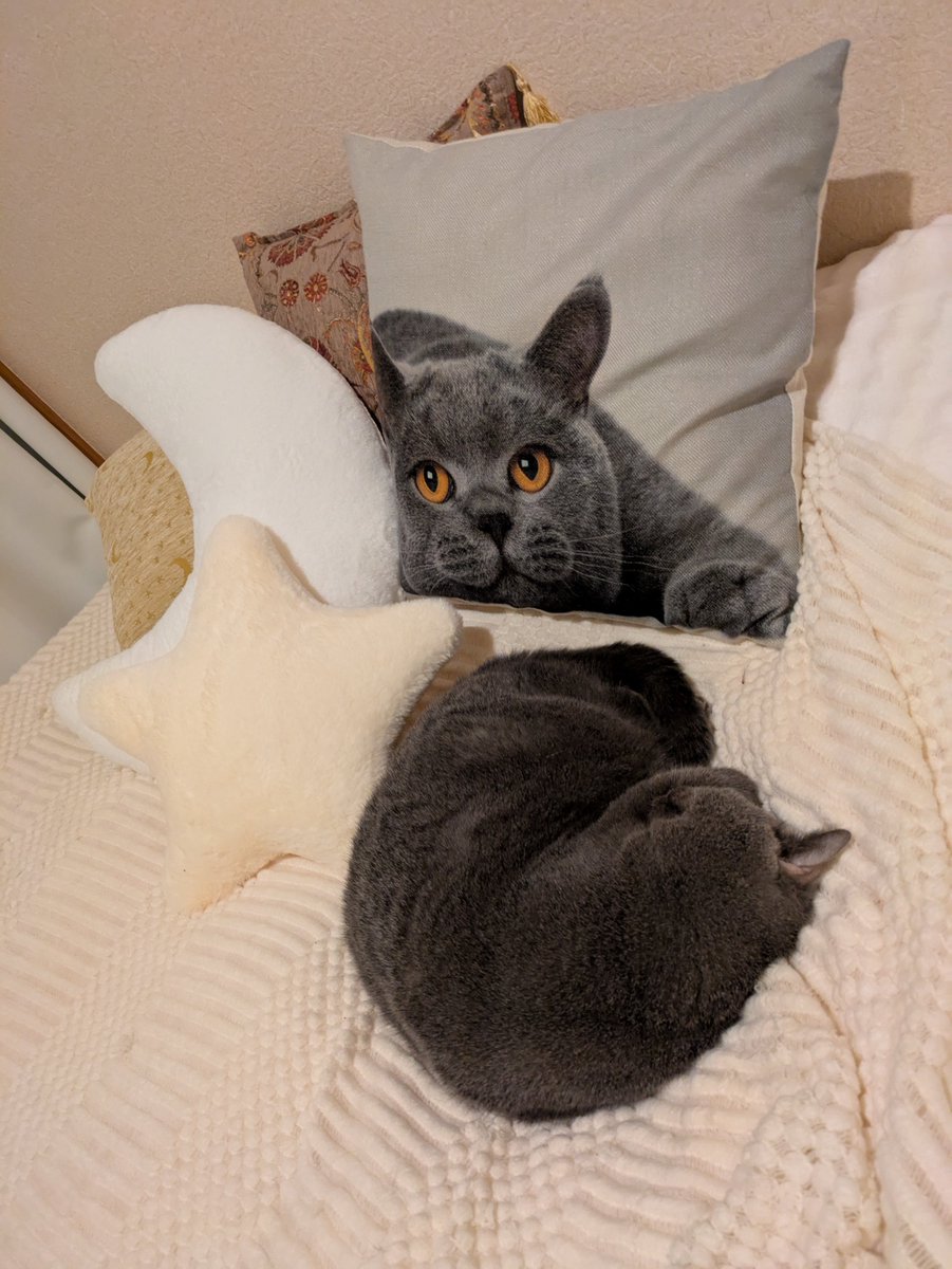 ねこのうしろあたま (@ushiroatama9) / Posts / X