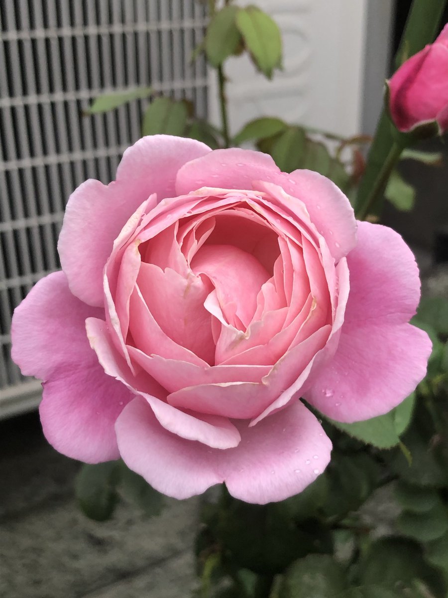 参考品　　自宅庭に咲いた花達！ ご存知の方お教えくださいこれは、お友達が庭に咲いている花｜園芸