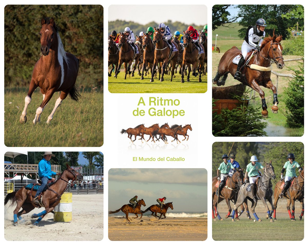 A Ritmo de Galope.
El Mundo del Caballo 🐎

Resumen ecuestre internacional semana del 19 al 25 de Octubre

Edición Nº 3

Leer en 👇
aritmodeogalope.blogspot.com/2025/10/resume…

#aritmodegalope
#elmundodelcaballo
#caballos
#equinos