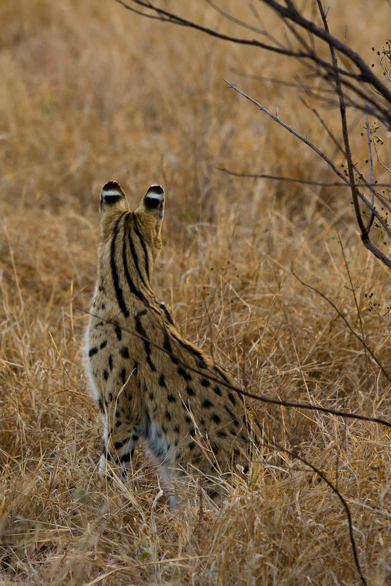 Serval Every Hour! (@servaleveryhr) on Twitter photo 