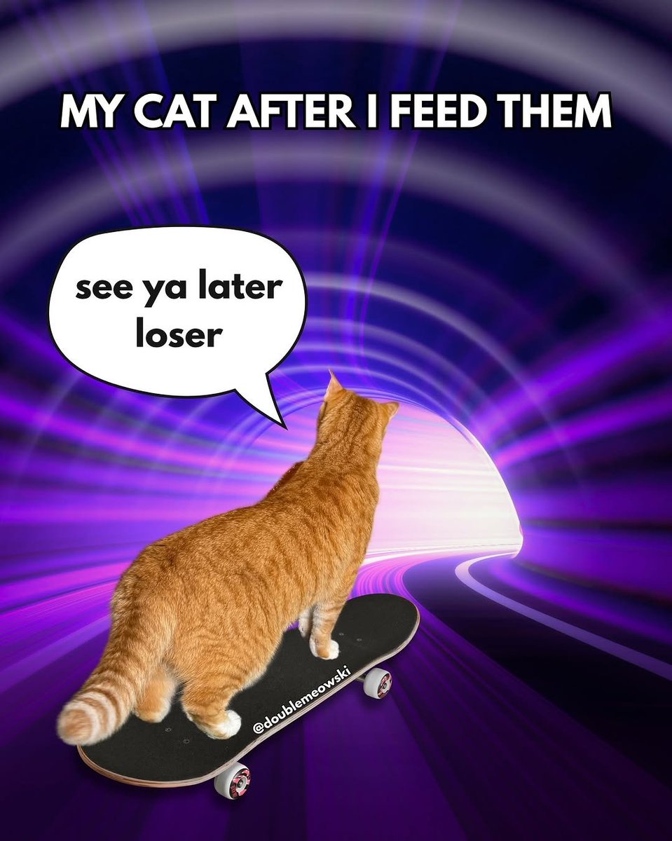 We don't deserve cats 😺 (@catsareblessing) on Twitter photo 