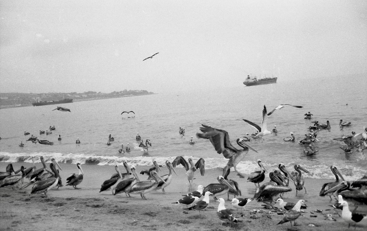 バルパライソの魚市場、1995