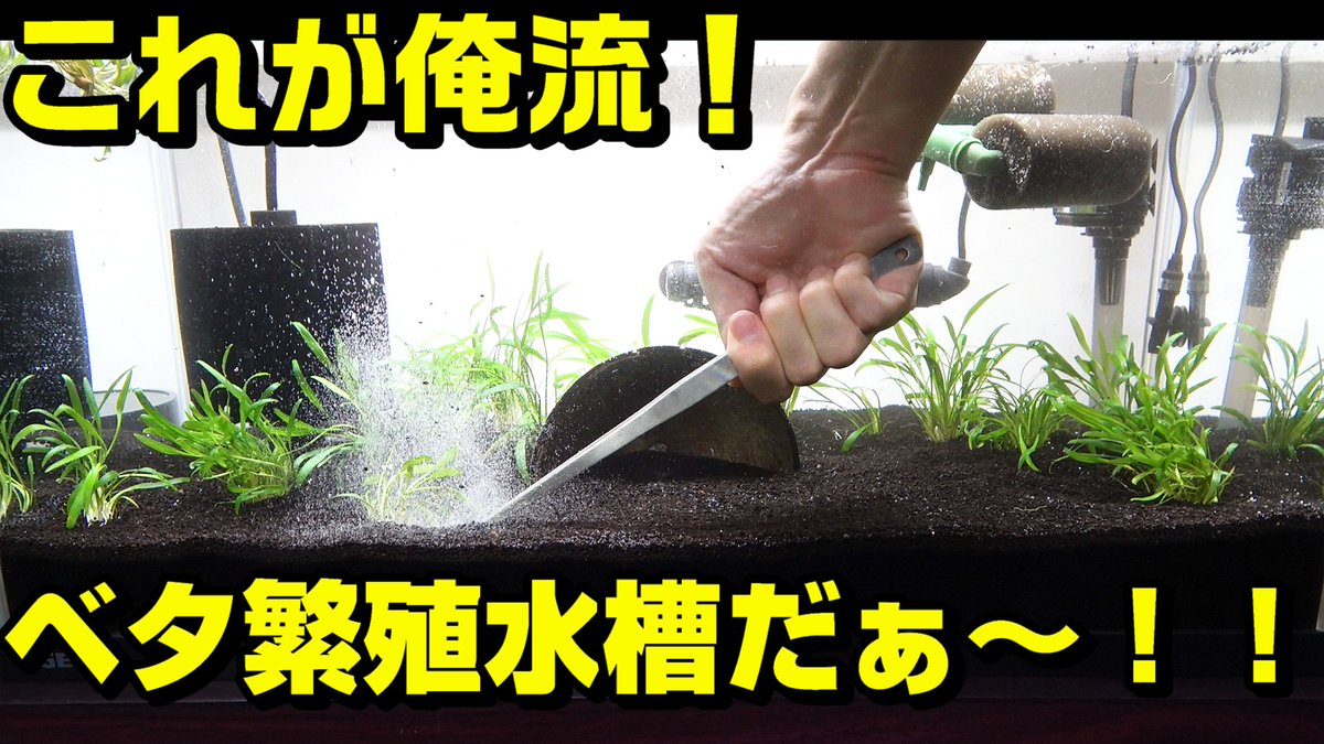 ベタの繁殖用水槽つくった！
（誤って低画質でupしていたので一旦削除して再アップロードしました、多数のコメントを頂いていましたが消えてしまいました。申し訳ございませんm(_ _)m）
youtube.com/watch?v=CuwjWg…