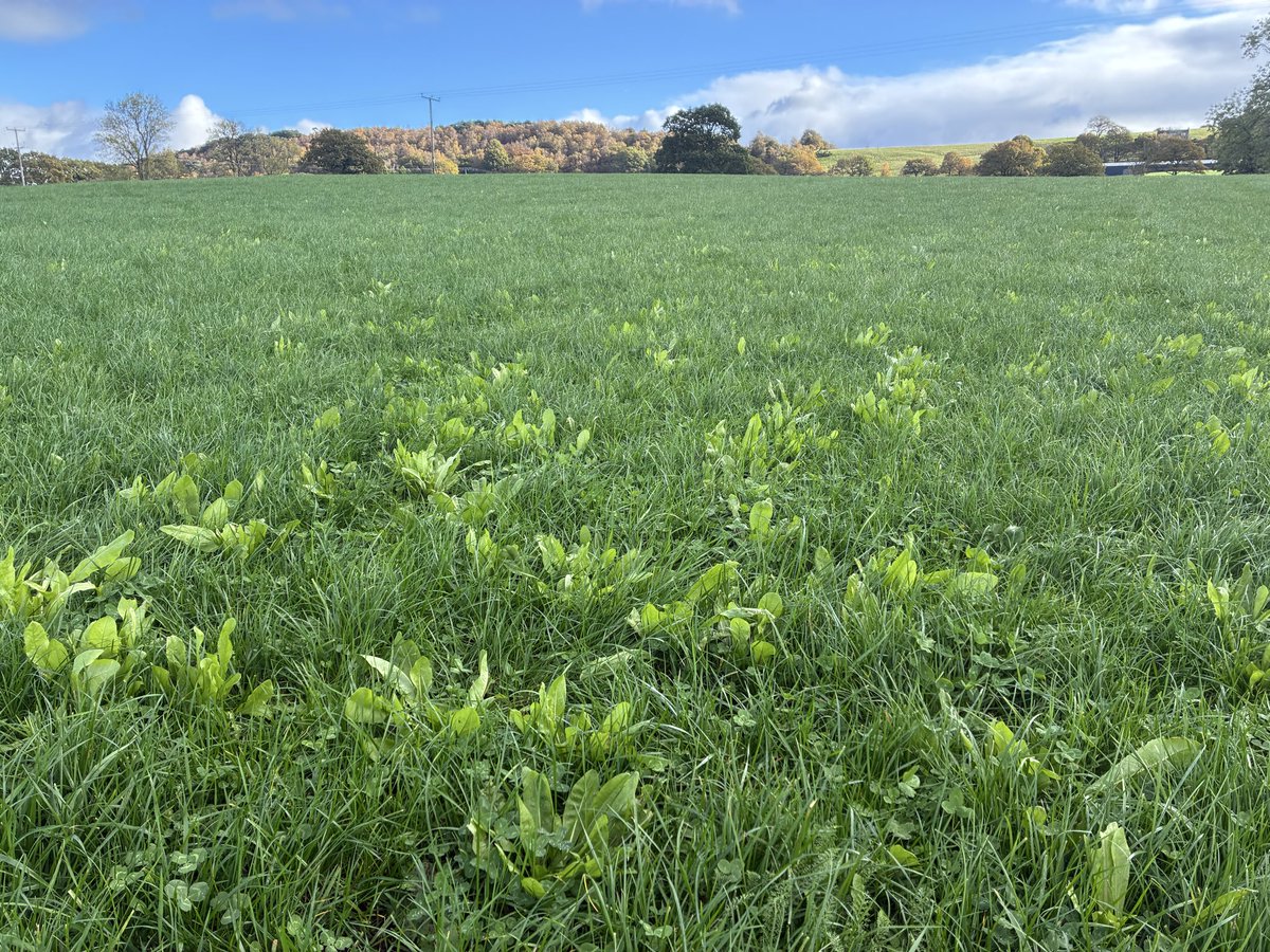 danieljack1991's tweet image. Soil sampling near leek this morning 🌅 
Herbs and clover ☘️ Nice and fresh 😮‍💨
@DJLAgriculture #soil #sampling