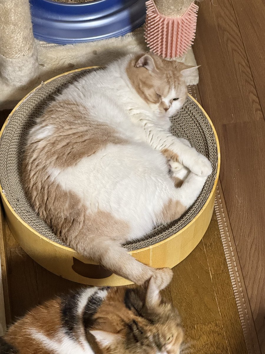 まとめ売りになります⭐︎ JZ5 (@jz5) / Posts / X