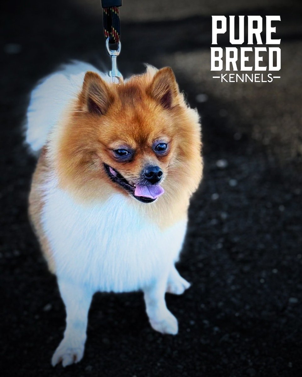 purebreed242's tweet photo. 🐶🐾🐾  #purebreedkennels https://t.co/fjLXJ06JLz