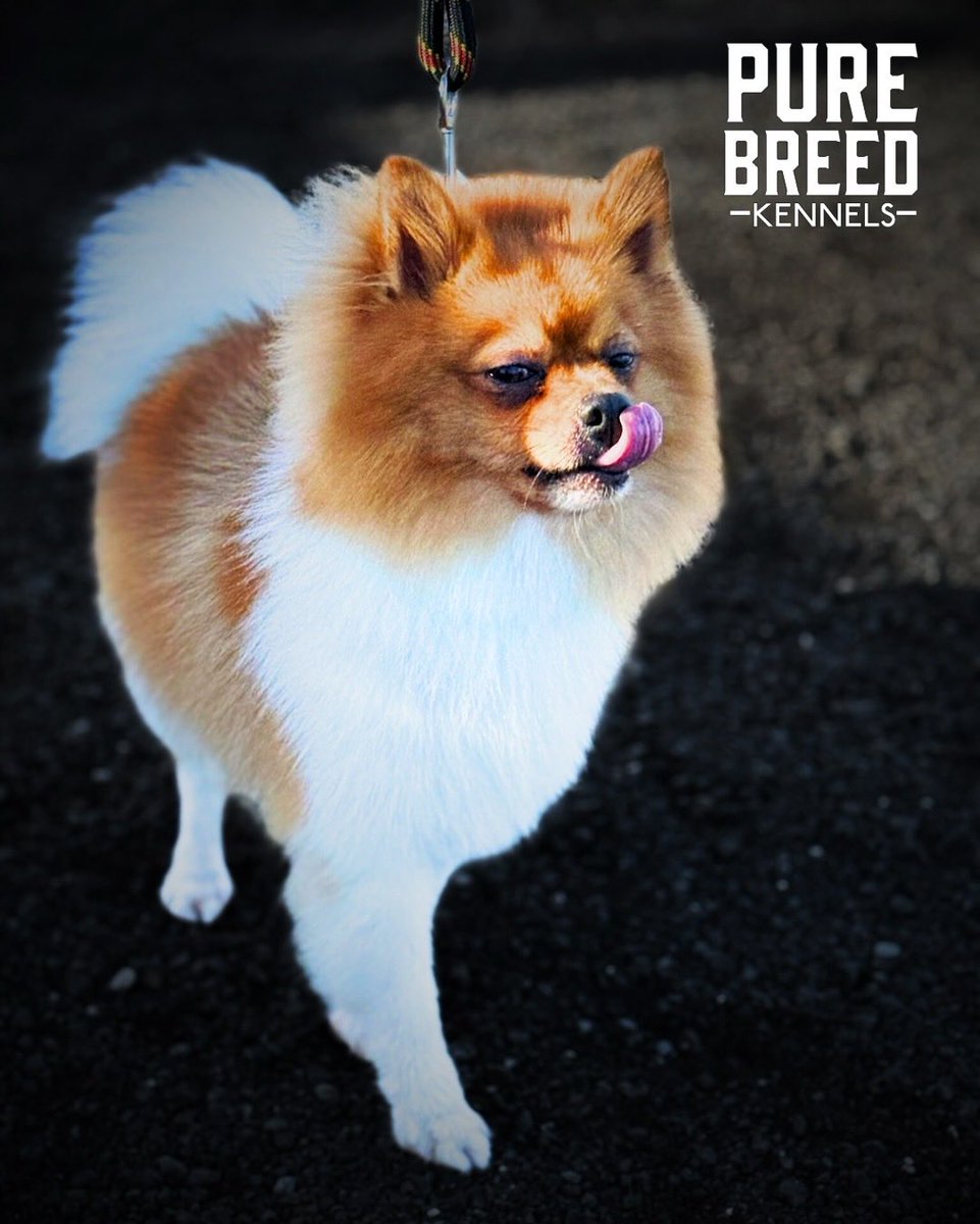 purebreed242's tweet photo. 🐶🐾🐾  #purebreedkennels https://t.co/fjLXJ06JLz