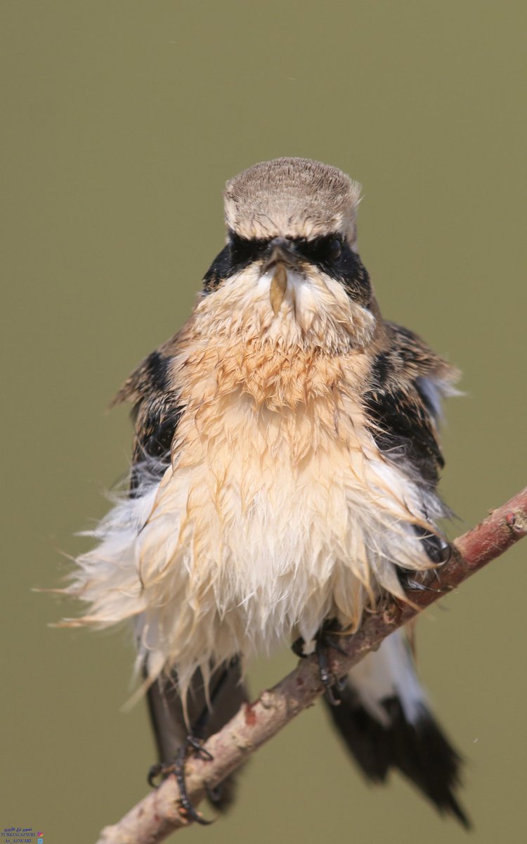 Az_AZWARI's tweet photo. Northern wheatear أبلق الشمال
#turki_pics #CanonFavPic #canon #NaturePhotography #nature #NatGeo #NatGeoWild #photooftheday #wildlife #NationalGeographic #ksa #usa #uk #Instagram #SaudiArabia #Saudi #france #germany #japan #china #ussr #spain  #la #jeddah #LA #NY 
#wildlife #wildlifephotography #TwitterNatureCommunity #bbccountryfilemagpotd #BBCWildlifePOTD @BBCSpringwatch @ThePhotoHour @wildlifemag  @Britnatureguide @Team4Nature @NatureUK  #birdlife #bb_of_ig #birding #bird #BirdsOfTwitter #BirdTwitter #Birdland #birdlovers #riyadh #birdphotography #birdsofprey #birds #PhotographyDay #photo #photos #BirdsOfTwitte
 #تصويري #صور #صورتی