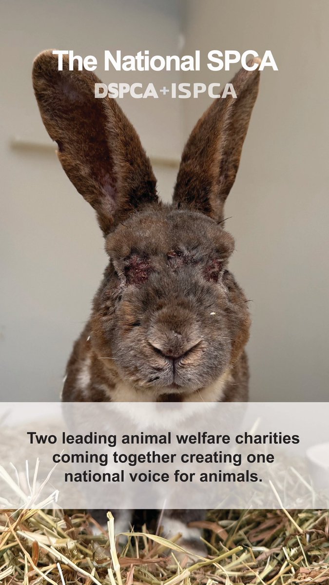 DublinSPCA's tweet photo. National SPCA 

Two lead charities coming together creating one national voice for animals.

#AnimalWelfare #AnimalCharity #NSPCA https://t.co/QBvejk8MXC