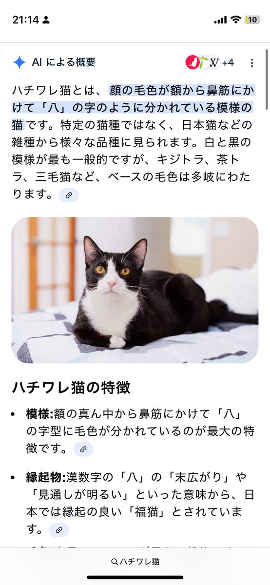 geass_Code710's tweet photo. @Ruch1a ちゃんと私も意味理解してなかったけど福猫って言われたりもするみたいだよ！
めっちゃ可愛い☺️
密かに成長を楽しみにしてるよー！ https://t.co/ee0xm3AcFb