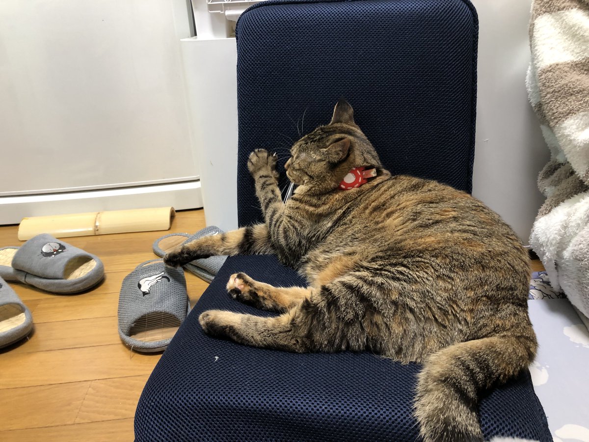 サイガ＠下手の猫好き (@johndog_saiga) / Posts / X