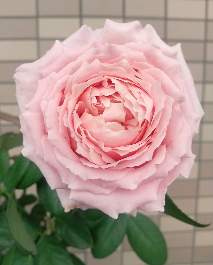 ベランダのバラ (@wFPUIDPcFsETHlv) / Posts / X