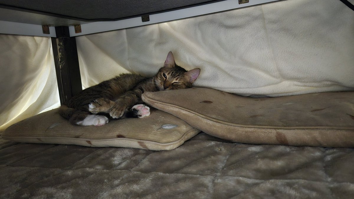 blueheart_shima's tweet image. #こたつねこ #こたつ #フロンターレねこ部 
夏から秋とばして冬になったよね