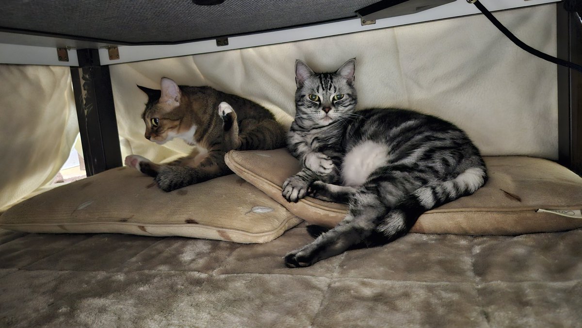 blueheart_shima's tweet image. #こたつねこ #こたつ #フロンターレねこ部 
夏から秋とばして冬になったよね