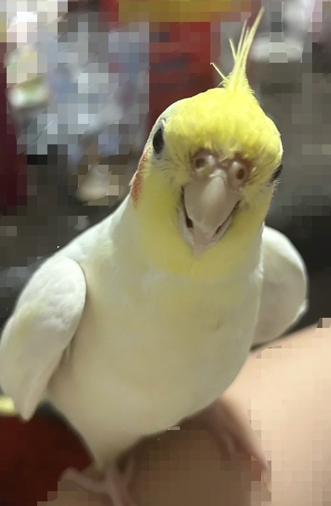 Neziripann1123's tweet photo. 【拡散希望】

2025年10月25日12時愛知県名古屋市飼っていたオカメインコが脱走してしまいました

特徴
・ルチノー
・冠羽の下がはげている
・しっぽが抜けており、今生えかけています

#拡散希望　#オカメインコ迷子 #オカメインコ　#迷子鳥　#迷い鳥　#オカメインコ探しています　#迷子オカメインコ https://t.co/KOpApPf37m