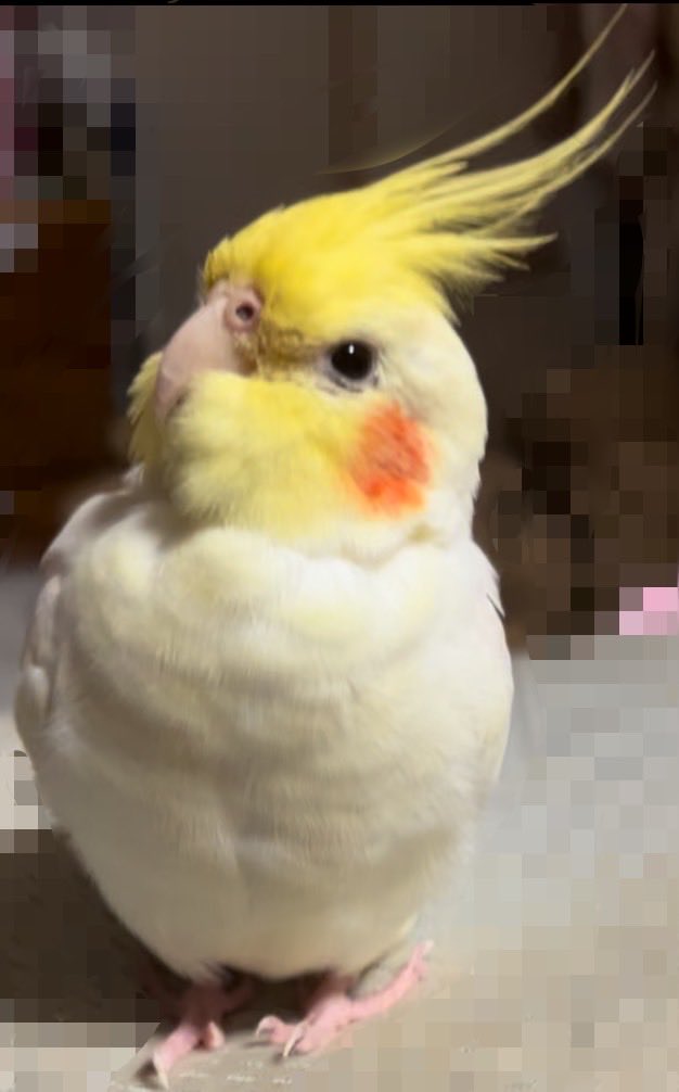 Neziripann1123's tweet photo. 【拡散希望】

2025年10月25日12時愛知県名古屋市飼っていたオカメインコが脱走してしまいました

特徴
・ルチノー
・冠羽の下がはげている
・しっぽが抜けており、今生えかけています

#拡散希望　#オカメインコ迷子 #オカメインコ　#迷子鳥　#迷い鳥　#オカメインコ探しています　#迷子オカメインコ https://t.co/KOpApPf37m