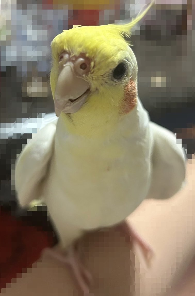 Neziripann1123's tweet photo. 【拡散希望】

2025年10月25日12時愛知県名古屋市飼っていたオカメインコが脱走してしまいました

特徴
・ルチノー
・冠羽の下がはげている
・しっぽが抜けており、今生えかけています

#拡散希望　#オカメインコ迷子 #オカメインコ　#迷子鳥　#迷い鳥　#オカメインコ探しています　#迷子オカメインコ https://t.co/KOpApPf37m