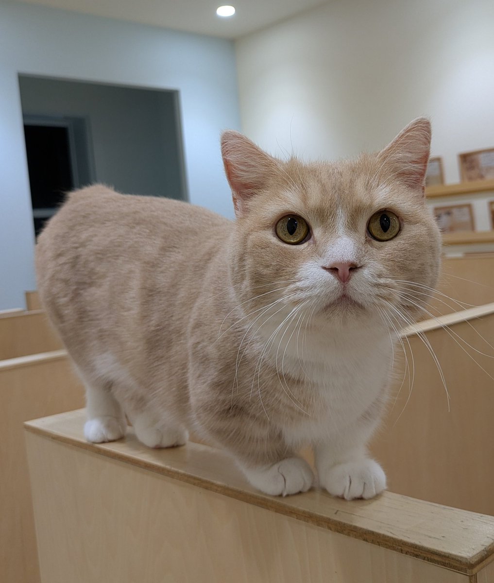 Kazuyuki🐾📸 (@regz00413) / Posts / X