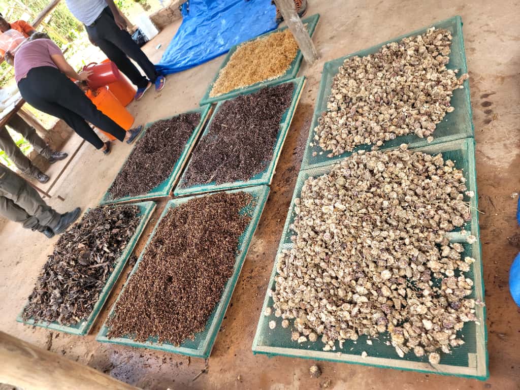 MTRCuganda's tweet photo. Day 2 of the Erasmus+ collaboration at MTRC!🍄Morning: We drained local substrates (sorghum husks, coffee husks, banana stover &amp; more) for mushroom domestication trials. 🌾
Midday: Mr. Martin Pavlik from TUZVO prepared delicious wild mushroom soup &amp; shared his recipe! 🍲
🌱 https://t.co/BnAJBRhP39