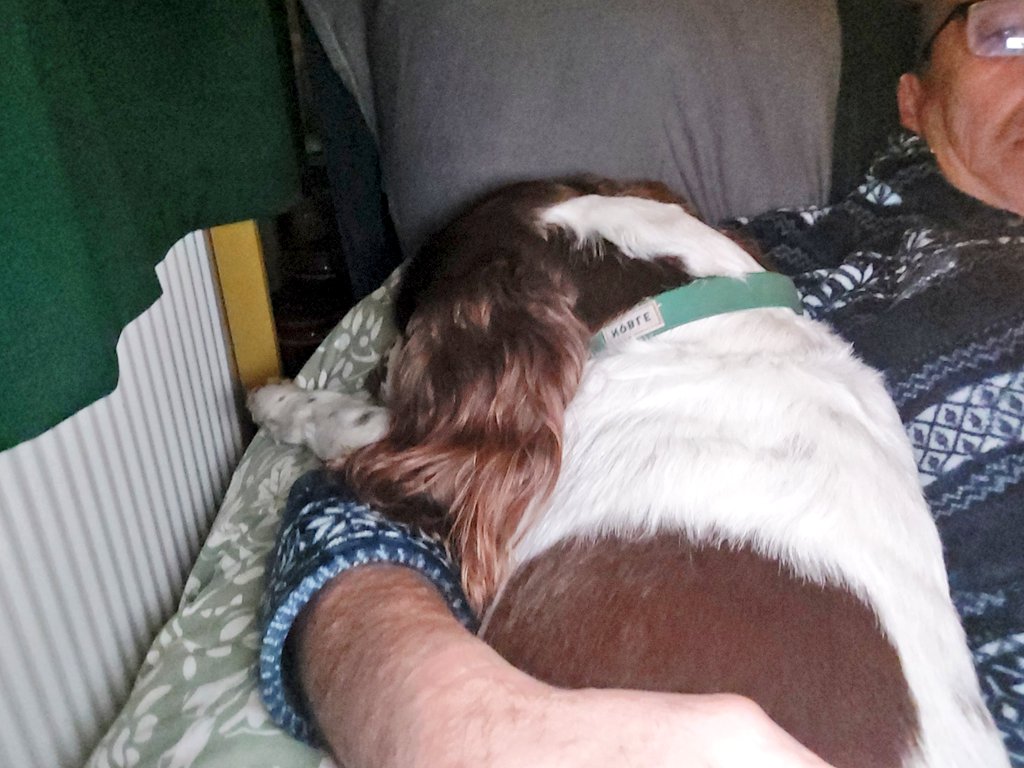 richthejoiner's tweet image. Spaniels and personal space don't mix😊 she's such a loving pooch