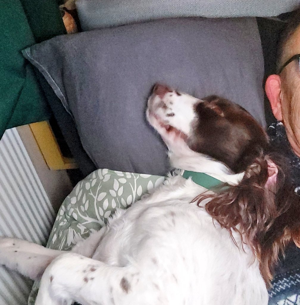 richthejoiner's tweet image. Spaniels and personal space don't mix😊 she's such a loving pooch