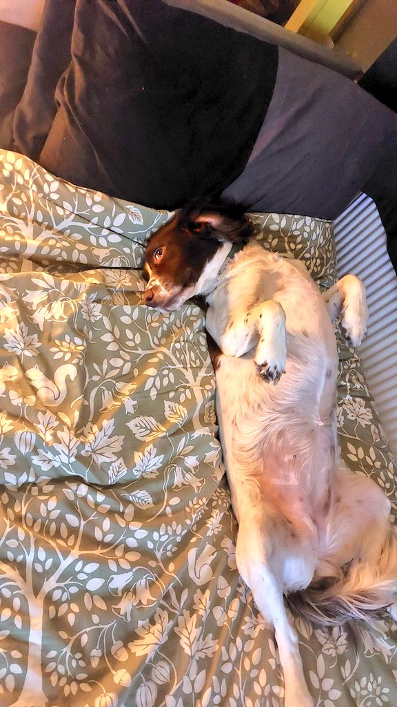 richthejoiner's tweet image. Spaniels and personal space don't mix😊 she's such a loving pooch