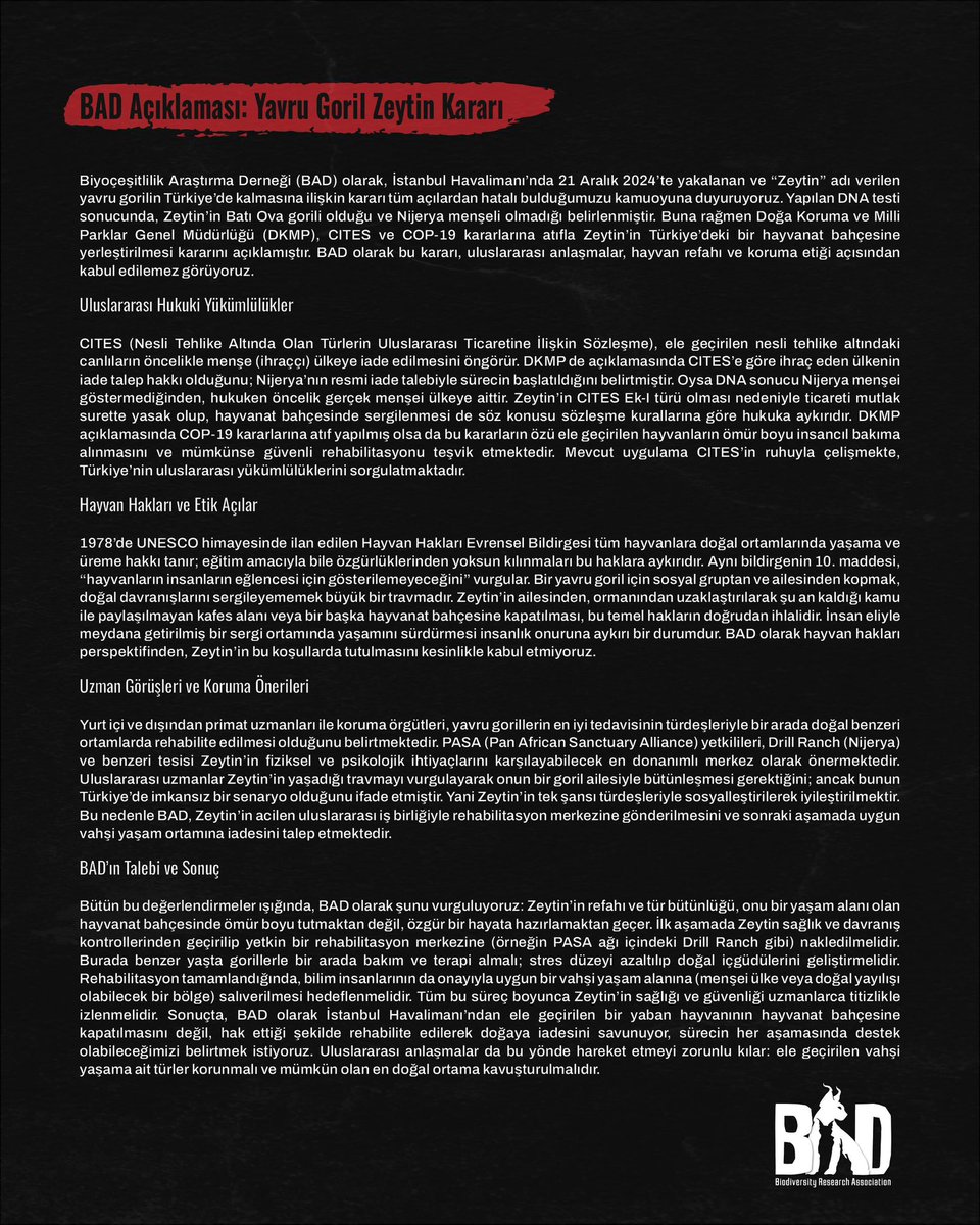 bad_turkiye's tweet photo. Zeytin, CITES Ek-I türü; ticareti ve hayvanat bahçesinde tutulması yasak. Yabani hayvanlar özgür yaşamalı! BAD olarak Zeytin’in rehabilitasyon merkezine alınarak doğal yaşamına dönmesini talep ediyoruz. #gorilzeytin @milliparklar https://t.co/wa68xUawhT