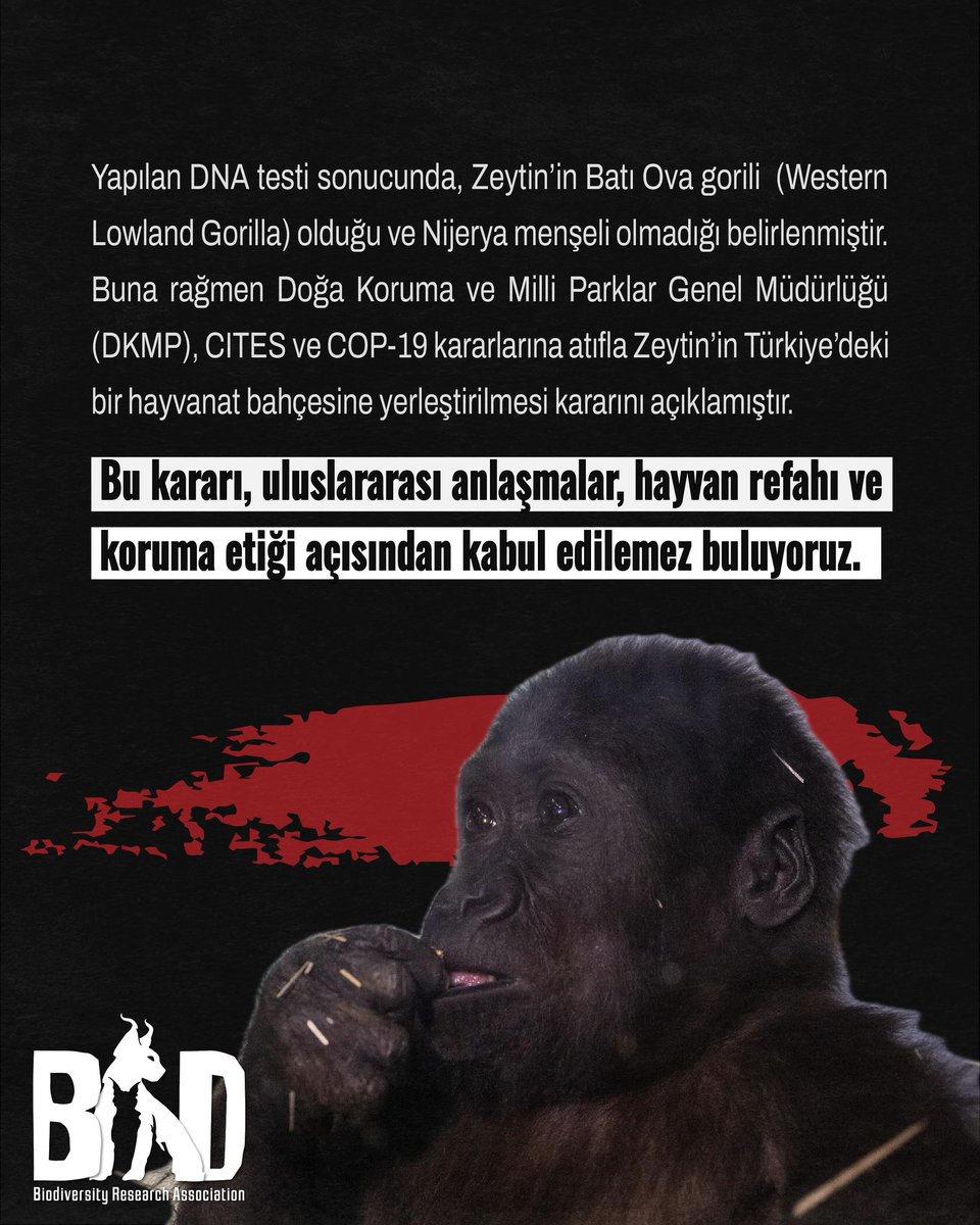 bad_turkiye's tweet photo. Zeytin, CITES Ek-I türü; ticareti ve hayvanat bahçesinde tutulması yasak. Yabani hayvanlar özgür yaşamalı! BAD olarak Zeytin’in rehabilitasyon merkezine alınarak doğal yaşamına dönmesini talep ediyoruz. #gorilzeytin @milliparklar https://t.co/wa68xUawhT