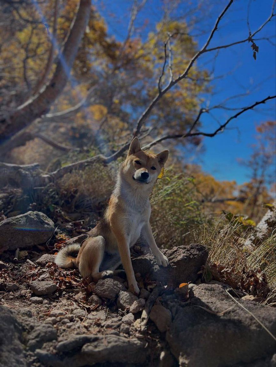 <a href="/MrBeast/">MrBeast</a> That is amazing Mr Beast! Project $San has donated over $40,000 to animal shelters and animal charities worldwide and this is just the beginning of our ten year plan.. Come Join us 😃