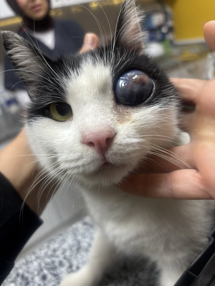 Maalesef kuyruksuzun göz ampütesi için yeterli desteği bi türlü toparlayamadım bugüne kdr gelen destek klinikte kalış masrafını bile karşılamıyor ameliyat ettiremedikten sonra onu orda klinik kafesinde tutmamın bi anlamı yok destek bulamazsam pazartesi o haliyle besleme bölgeme