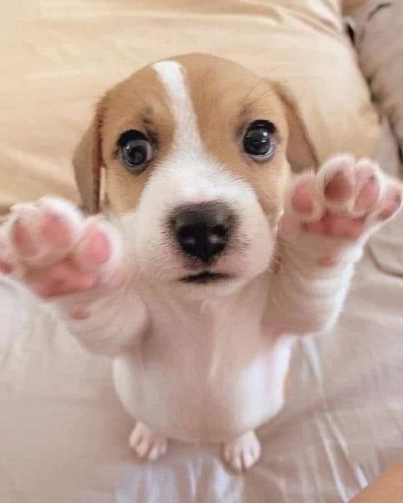 Puppieslover's tweet photo. https://t.co/ERIZxsjlHI