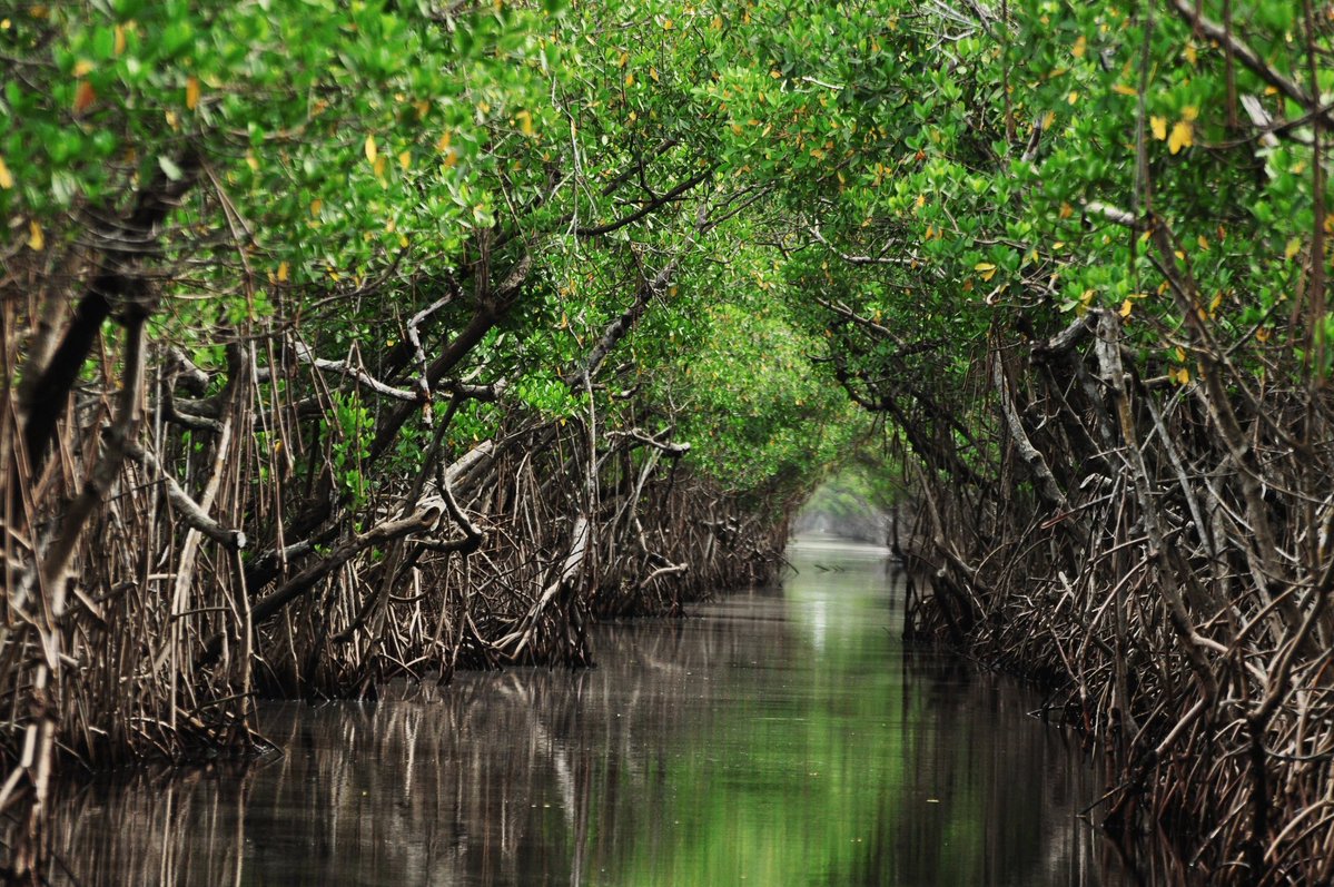 ClasslessCULE's tweet image. Mangrove forests in the Eastern Visayas region hold staggering amounts of carbon averaging 387 megagrams of carbon per hectare,equivalent to nearly 1,432 megagrams of CO2 per hectare
Our country’s mangroves,seagrasses and salt marshes together store around 67 teragrams of carbon