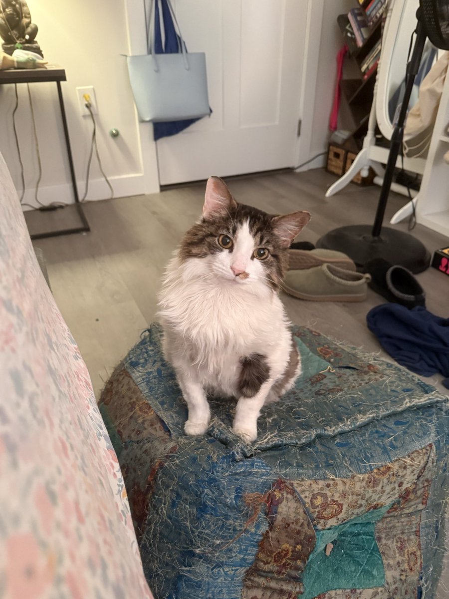 chewberts's tweet image. chewy serving face earlier