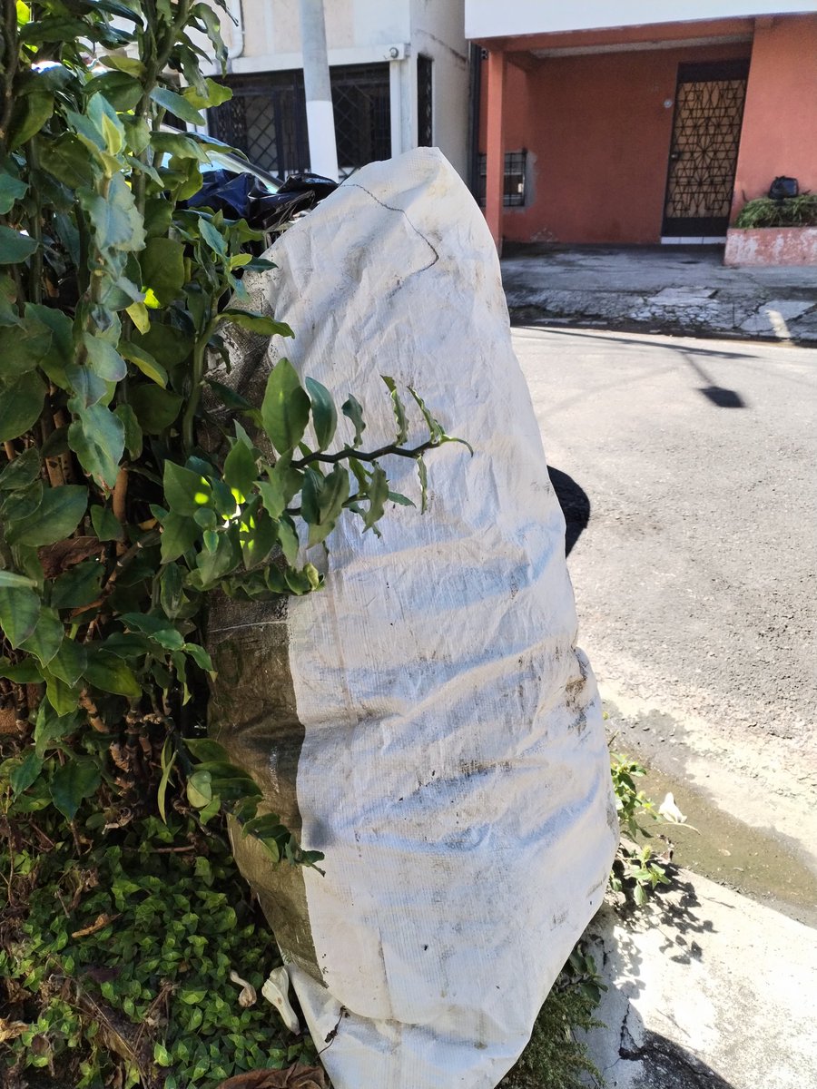 AMoralesfoto's tweet photo. Tren de aseo de #Teclaseo @SantaTeclaSV sin recolectar basura desde hace 5 días en zona poniente de #santatecla @MedioAmbienteSV @prensagrafica https://t.co/EUpxZ8P4If