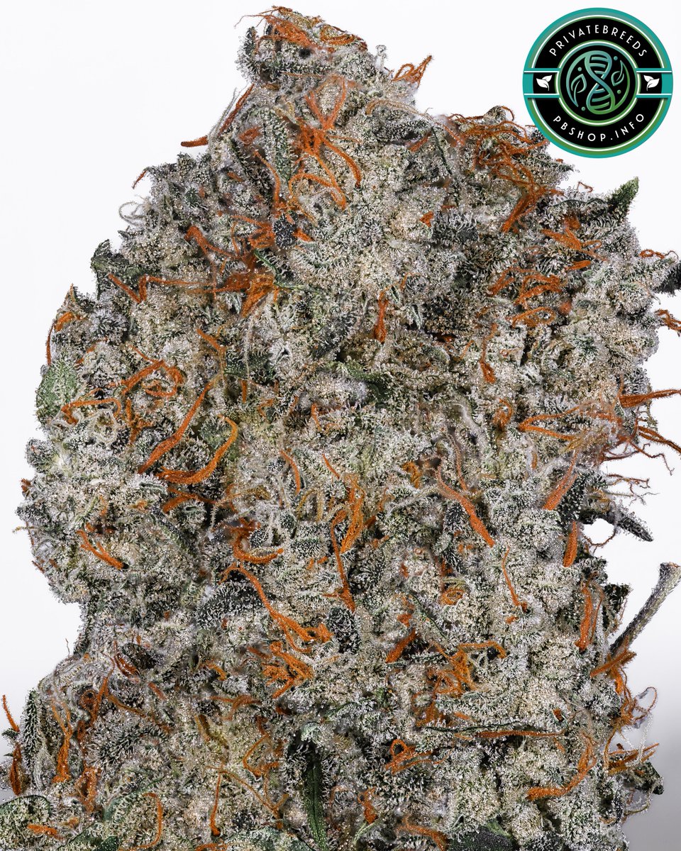 New picture of Gassed Out (Shoreline x Mandelbrot’s 707 Headband) x Skunk Killers bred by <a href="/StrayfoxGardenz/">Stray</a>  and <a href="/skunktek/">Skunktek</a>

Such a crazy set on their part, well worth running if you have them. Massive stackers with pretty savage terp profiles. Great potency.

Feel free to repost