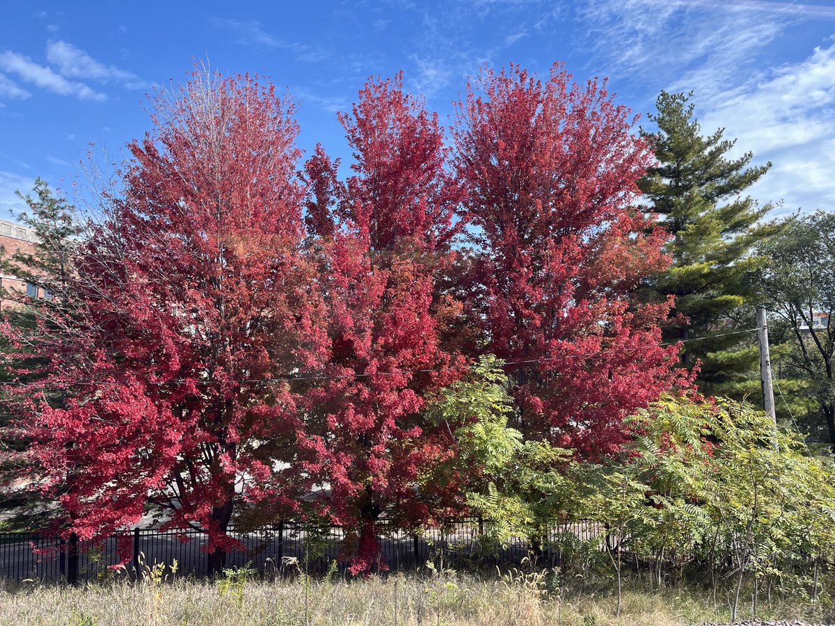 Fall is in full foliage.. creating a visually stunning landscape in beautiful Chicago ⁦<a href="/DrJuneJD/">June M</a>⁩