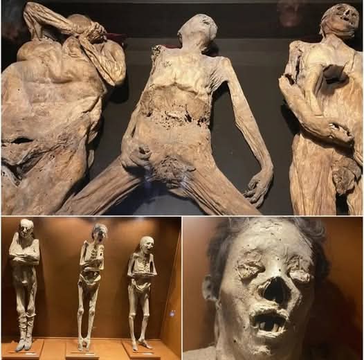 Multiple naturally preserved mummified human bodies displayed in a museum setting, some standing upright with arms raised or crossed, others seated or posed, featuring desiccated skin, visible bones, and remnants of clothing, arranged in glass cases on wooden bases against a dark background.