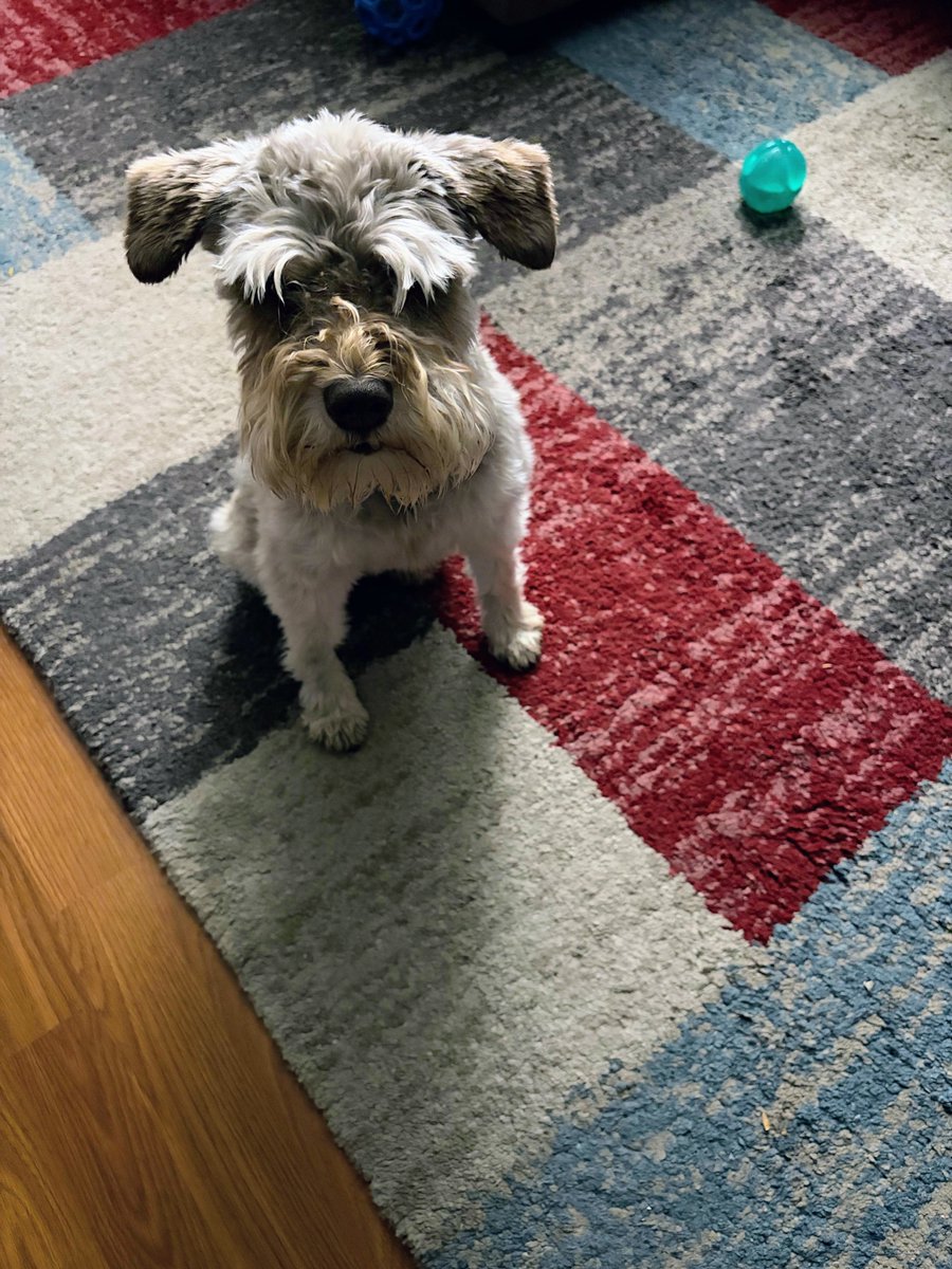 carmilevy's tweet photo. Never miss an opportunity to play with the dog.
#ldnont #canada #callithewonderschnauzer #actofdog https://t.co/Bq6ztaQn9J