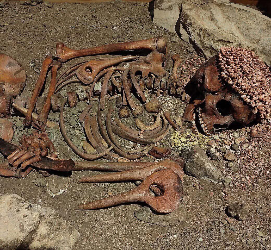 Discovered at a depth of 6.7m in the Arene Candide Cave 🇮🇹, this young hunter, known as the "Prince," is a remarkable find from the Upper Paleolithic period. His nickname, "Prince," is derived from the extraordinary grave goods that accompanied him, signaling the high status he likely held in his society. Standing at 1.7m tall, the young man was physically impressive, with strong arms—particularly his right arm, which was likely developed for throwing spears and legs honed through the constant exertion of hunting and foraging.

Analysis of his bones reveals that his diet was rich in meat from wild animals, supplemented by fish and mollusks, indicating a varied and highly skilled approach to survival. His body, laid on its back and covered in red ochre, was surrounded by a remarkable array of grave goods. These included a cap made from hundreds of perforated shells, a long flint blade originating from France held in his right hand, a shell bracelet with a mammoth ivory pendant, four carved batons from elk antler, and two mammoth ivory buttons placed by his knees—artifacts that suggest he was not only a hunter but also an individual of significant cultural importance.

The young hunter’s tragic death is thought to have been caused by a severe wound to his jaw and left shoulder, likely inflicted by a bear or a large cat. His burial, alongside the valuable items, hints at the rituals and beliefs of the Gravettian culture, which spanned from Portugal to Russia during the Upper Paleolithic. Fascinatingly, similarities have been discovered between this "Prince" and another hunter from 3,000 kilometers away in Sungir, Russia, reinforcing the notion of shared cultural practices across vast distances. This connection adds a rich layer of depth to our understanding of the ancient peoples who roamed Europe and beyond during this period. 

#drthehistories