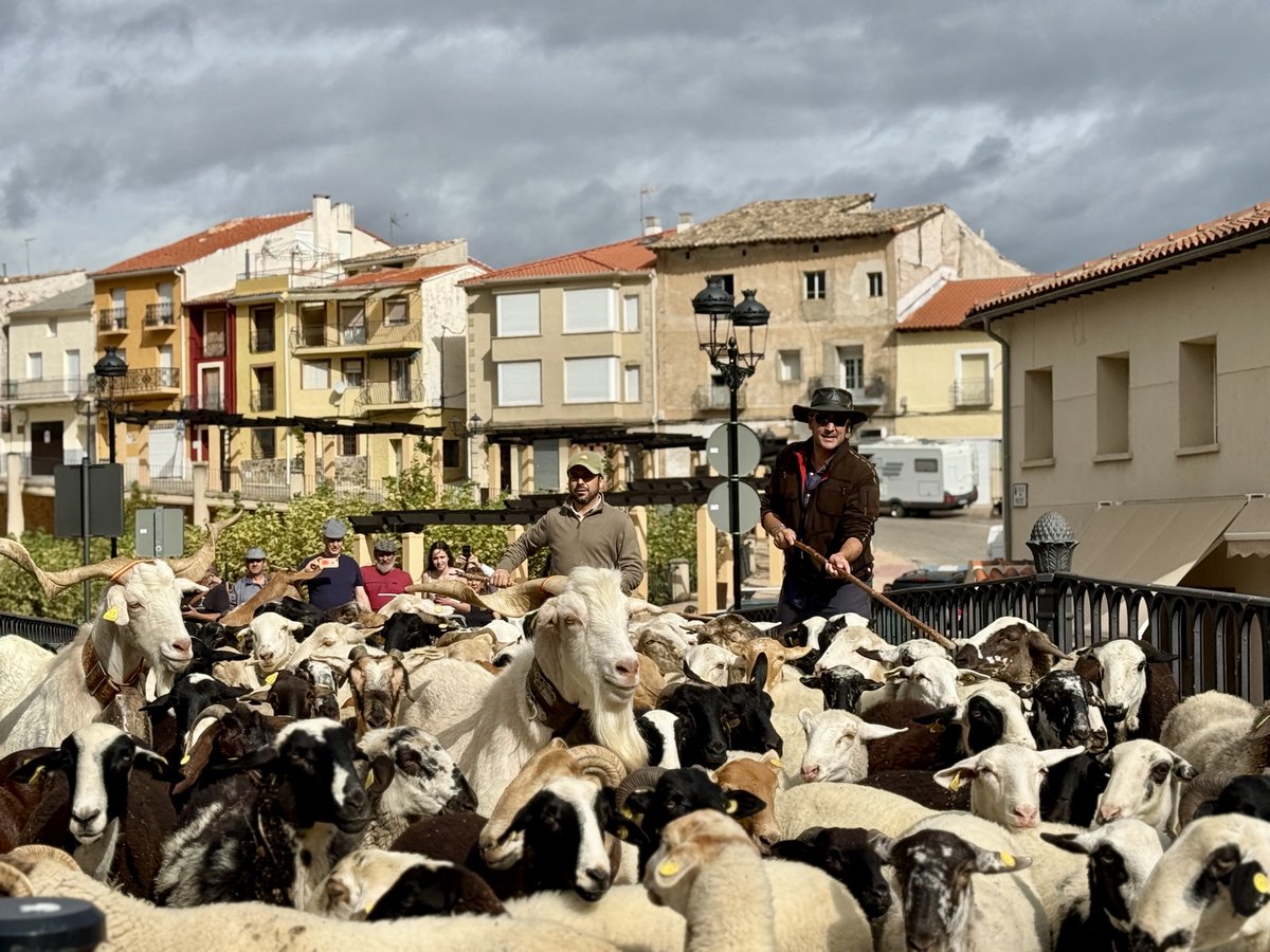 🐑 Como cada mes de octubre, varias familias de #Cifuentes y #Trillo se unen en una jornada de campo en forma de trashumancia.

Desde el entorno de la Central hasta Azañón, trasladan sus ovejas y cabras atravesando los paisajes de la Alcarria. 🌾

#Guadalajara #Trashumancia